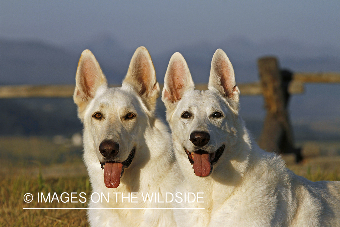 White German Shepherds
