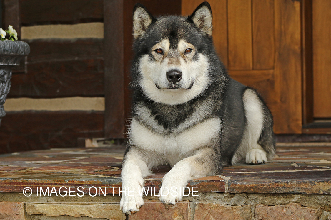 Alaskan Malamute on porch.