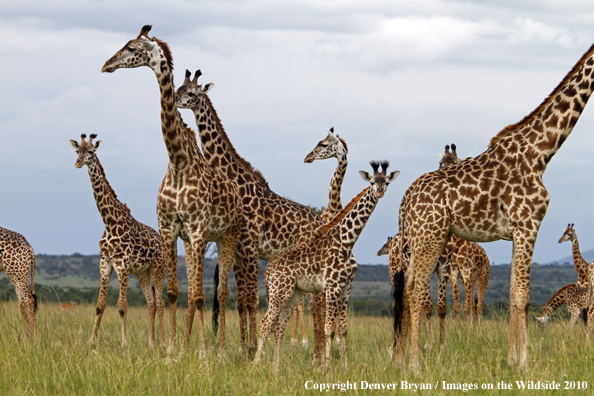 Masai Giraffe Herd