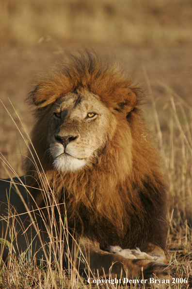 African lion portrait