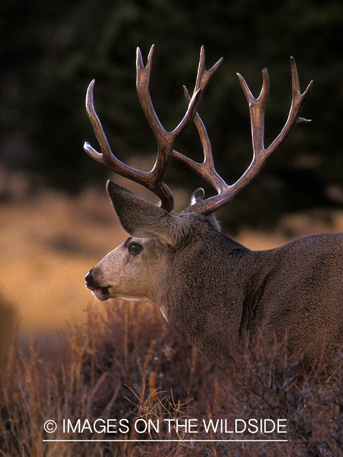 Mule deer in habitat.