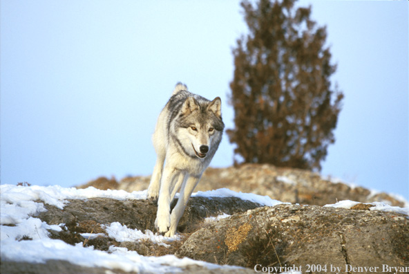 Gray wolf in winter habitat.