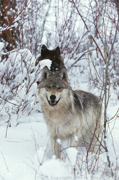 Gray wolves in habitat.
