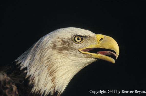 Bald eagle.