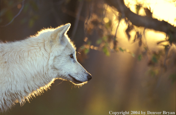 Gray wolf in habitat.