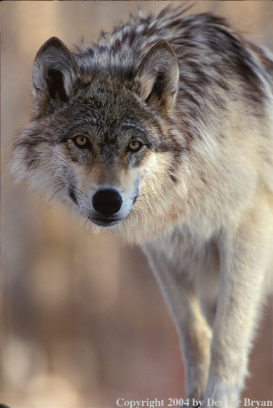 Gray wolf in winter habitat.