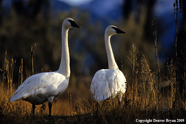 Trumpeter Swans