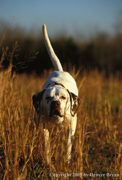 English Pointer.