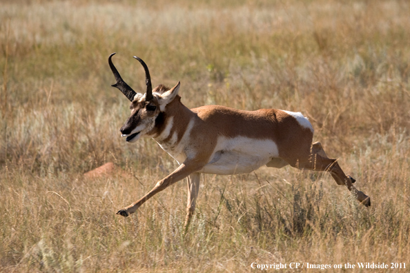 Pronghorn Antelope running. 