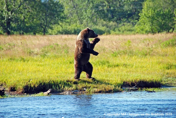 Brown Bear in habitat