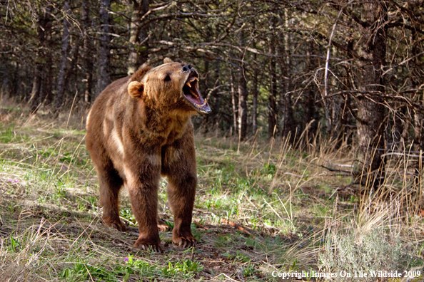 Grizzly Bear in habitat