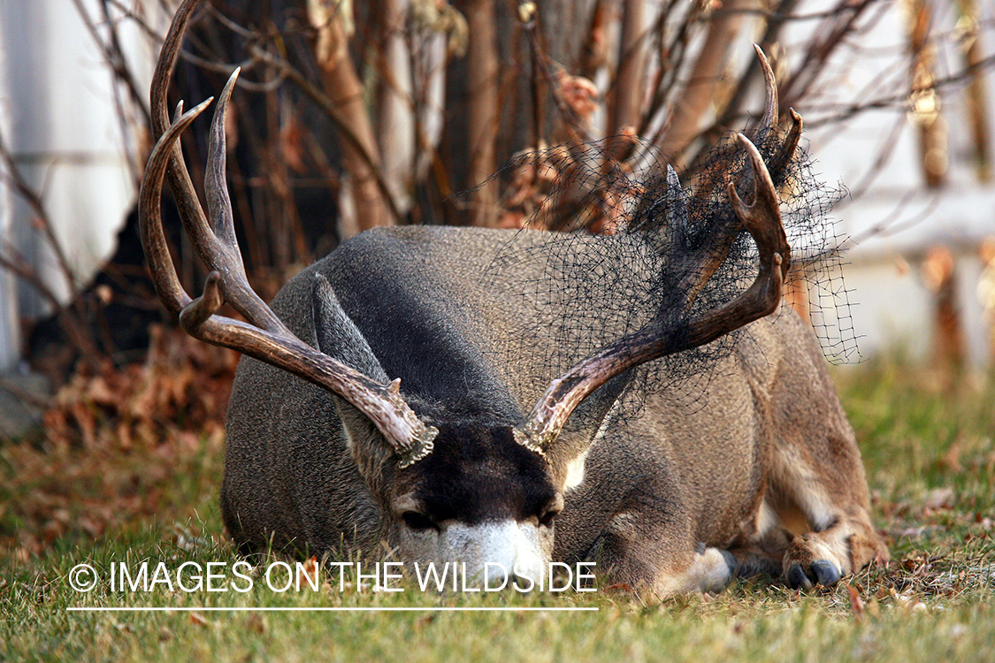 Mule deer in urban setting