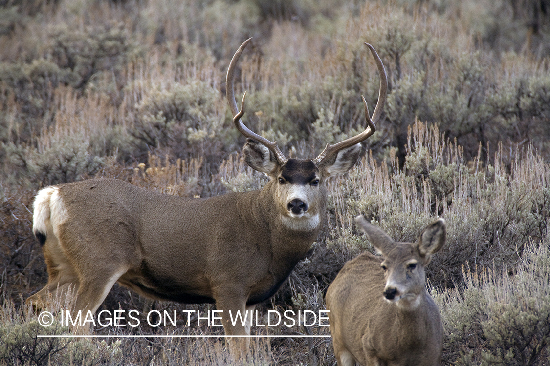 Mule deer 