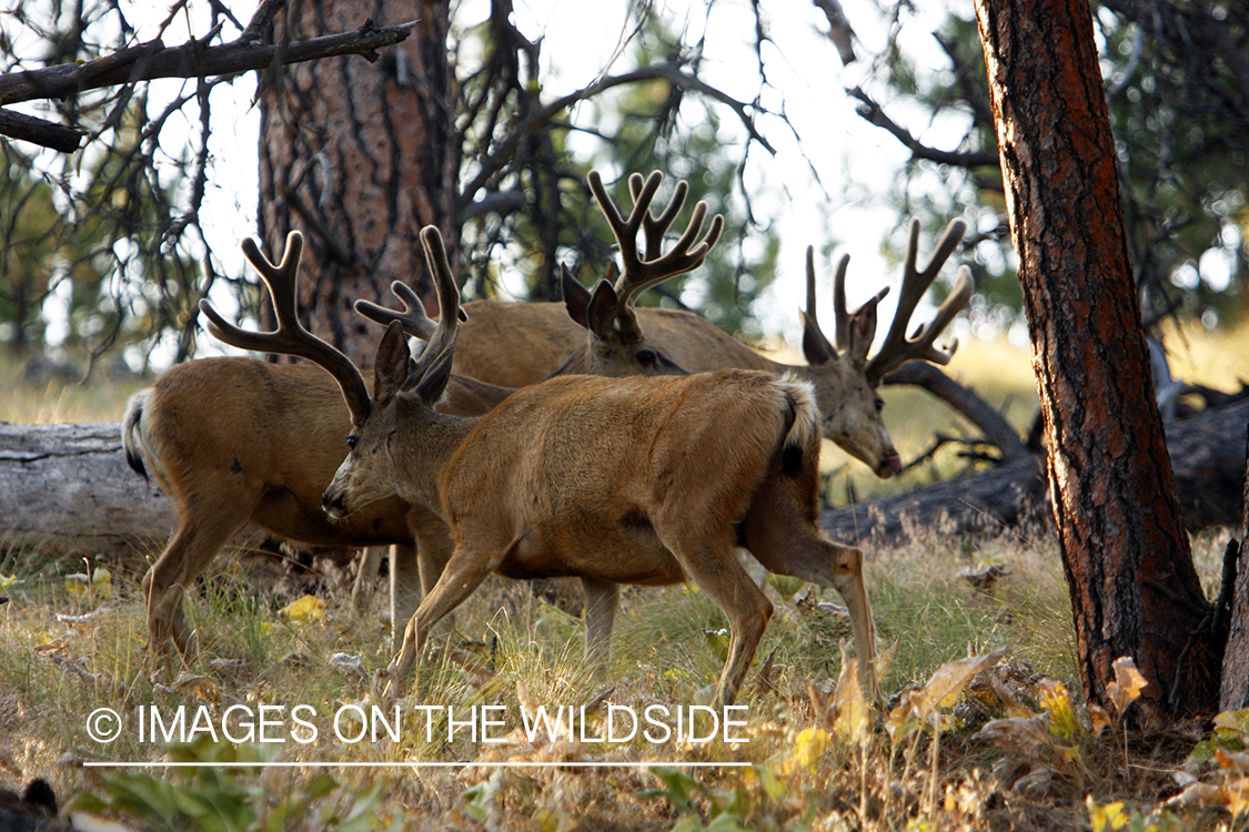 Mule Deer in Habitat