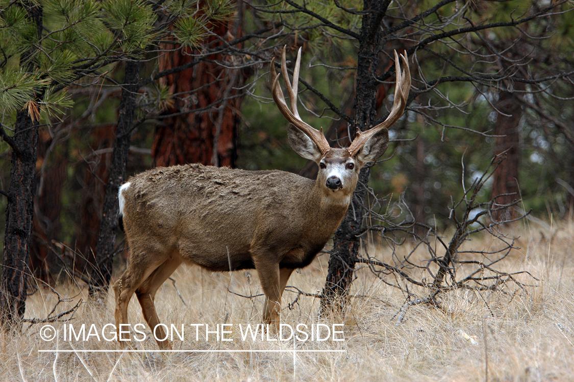 Mule Buck in Field