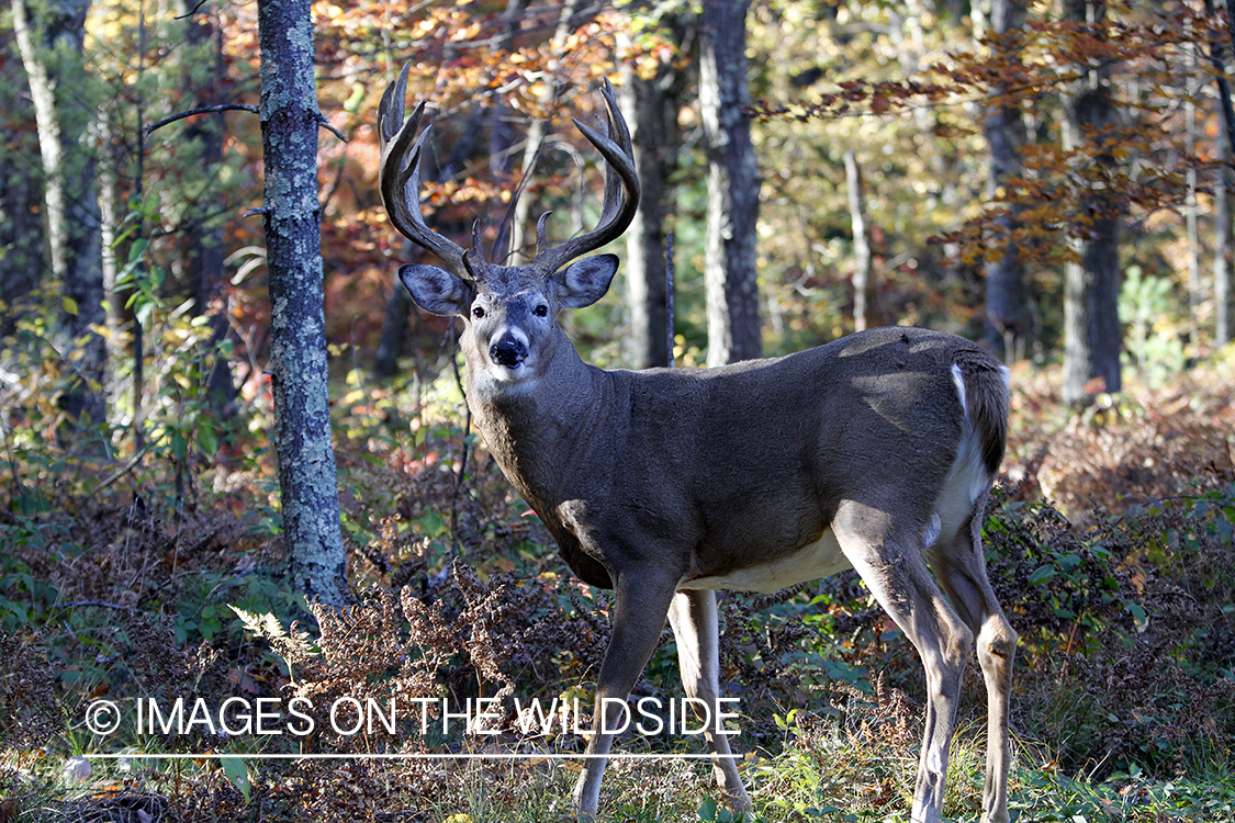White-tailed buck in habitat. 