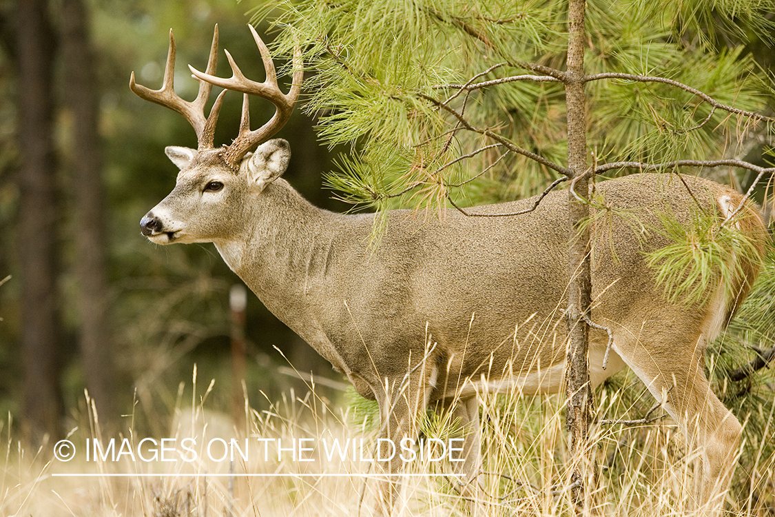 White-tailed deer in habitat