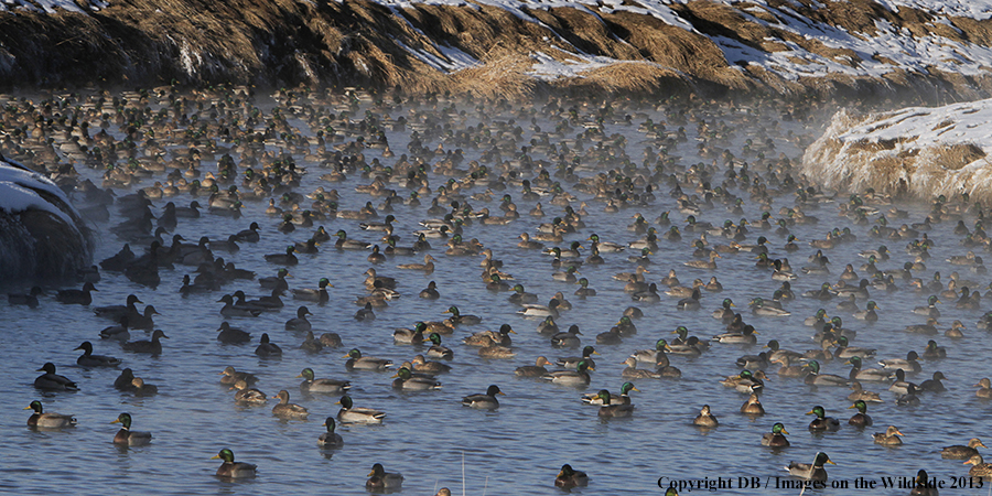 Mallards taking flight.