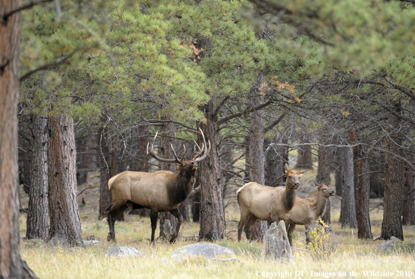 Rocky Mountain Elk