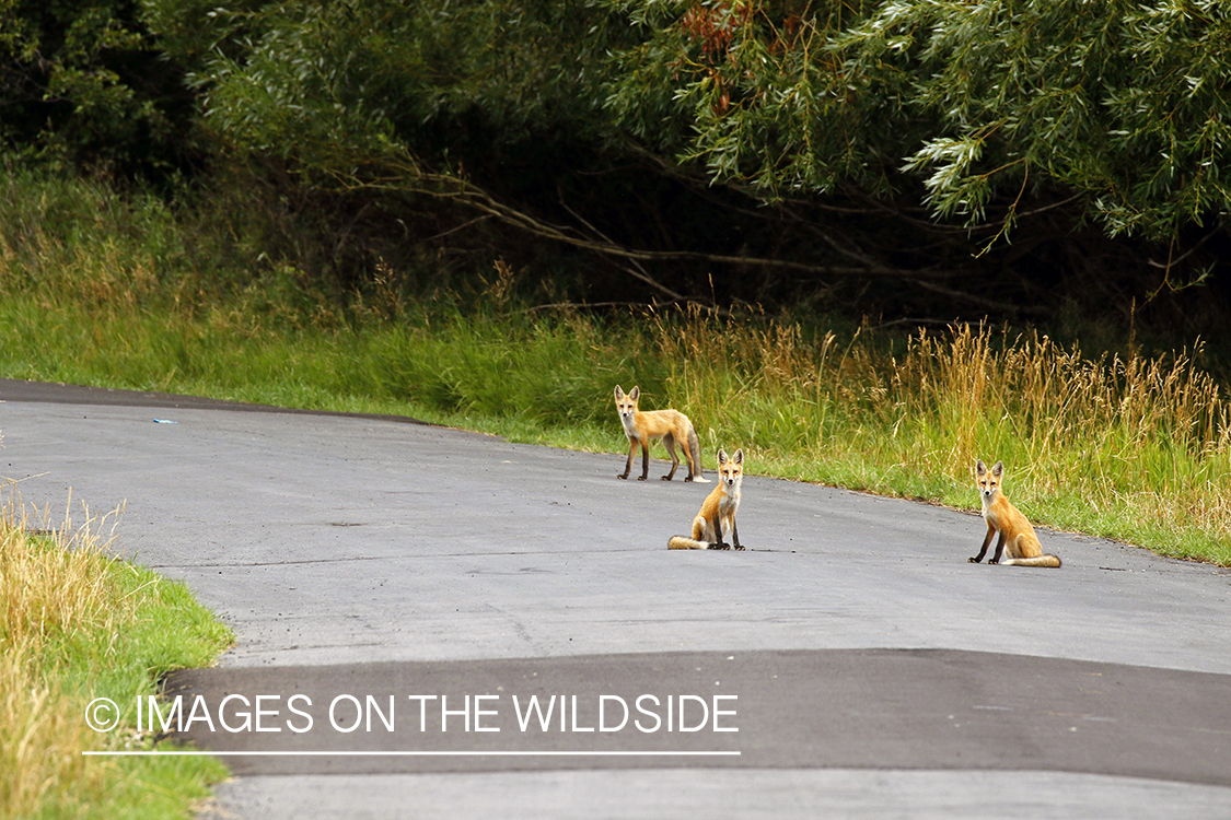 Young red fox on road.