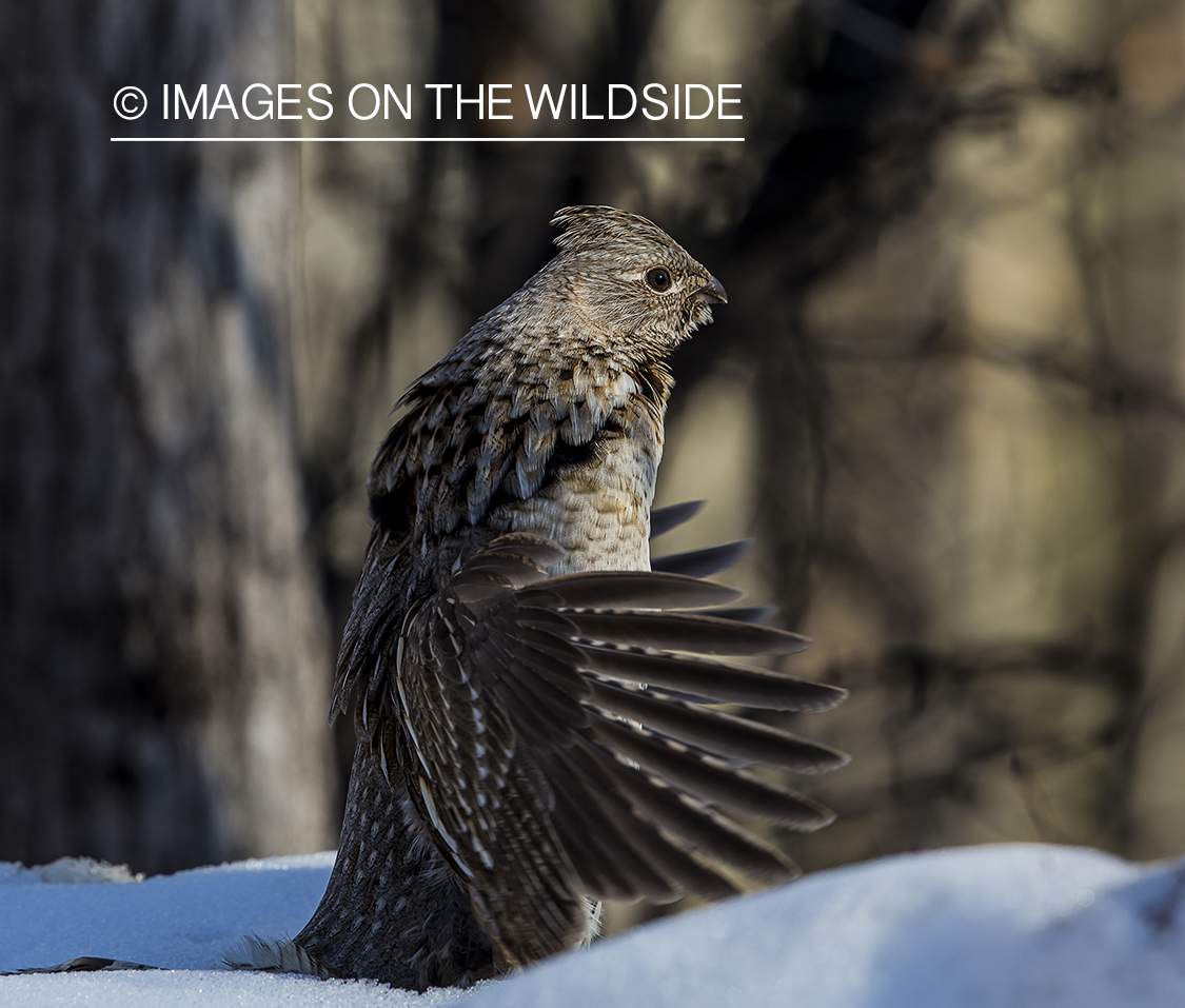 Ruffed Grouse in habitat.