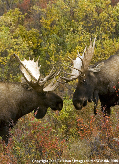 Alaskan Moose in Habitat
