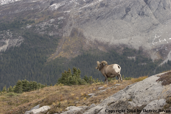 Rocky Mountain bighorn sheep (ram).