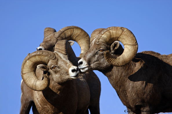 Rocky Mountain Big Horn Sheep