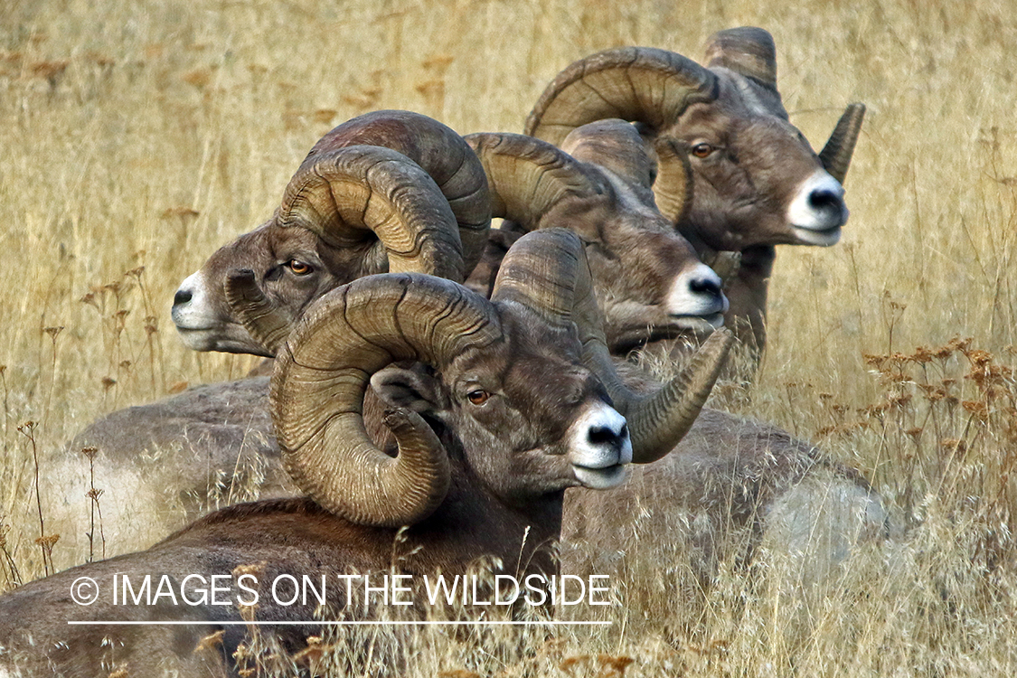 Bighorn sheep in habitat.