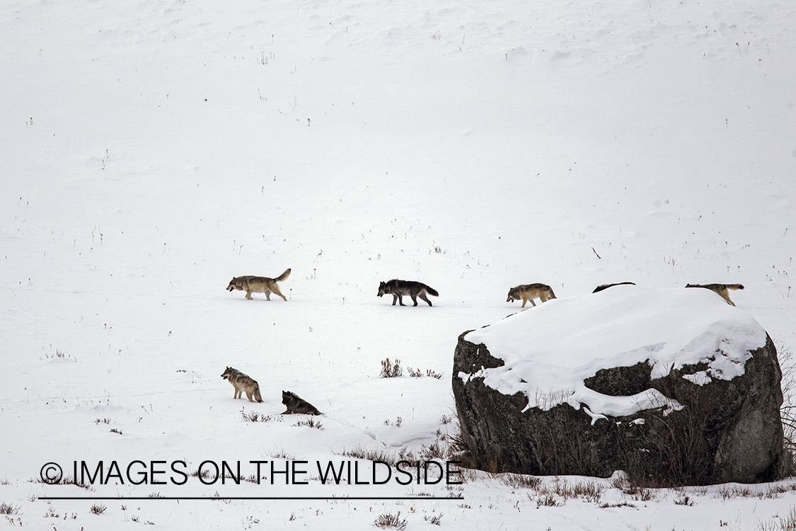 Wild free-ranging gray wolf pack in Yellowstone National Park.