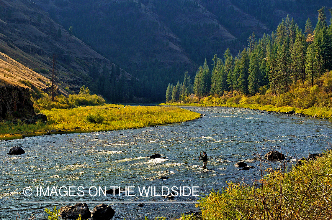 Steelhead flyfisherman casting on Grand Ronde River.
