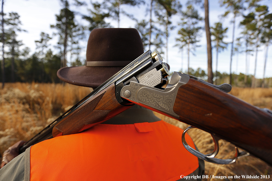 Bobwhite quail hunter in field.
