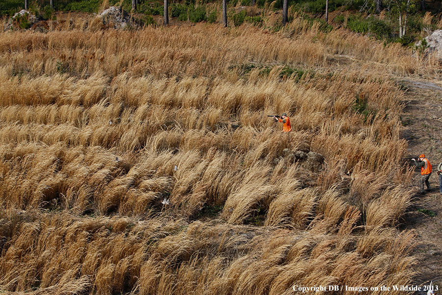 Bobwhite quail hunters shooting at flushed quail.