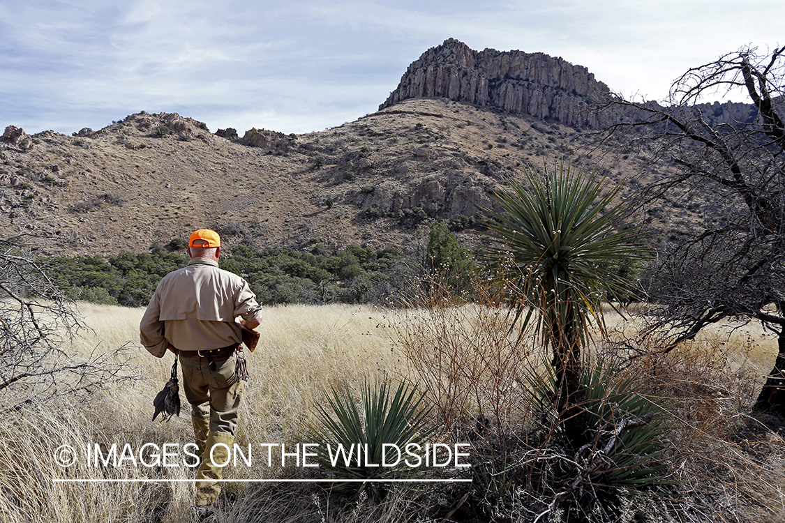 Hunter walking with bagged desert quail.