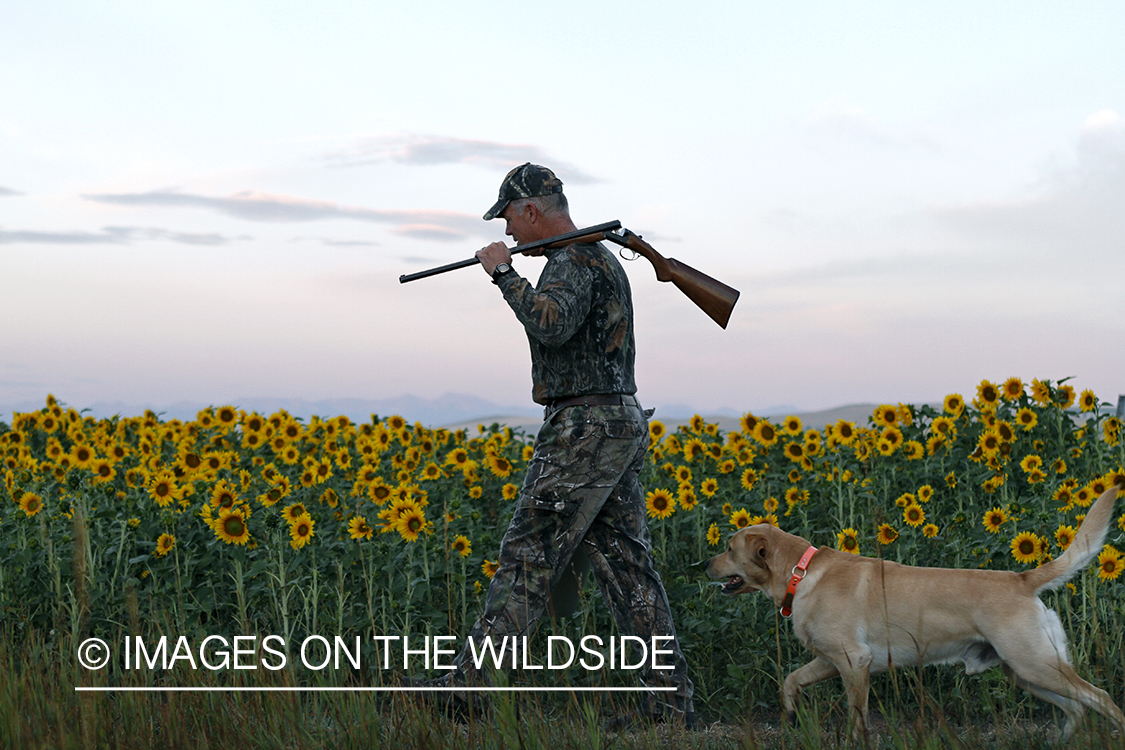 Dove hunter walking with yellow lab in field.