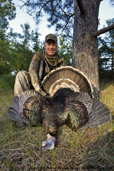 Hunter with bagged (Merriam's) turkey