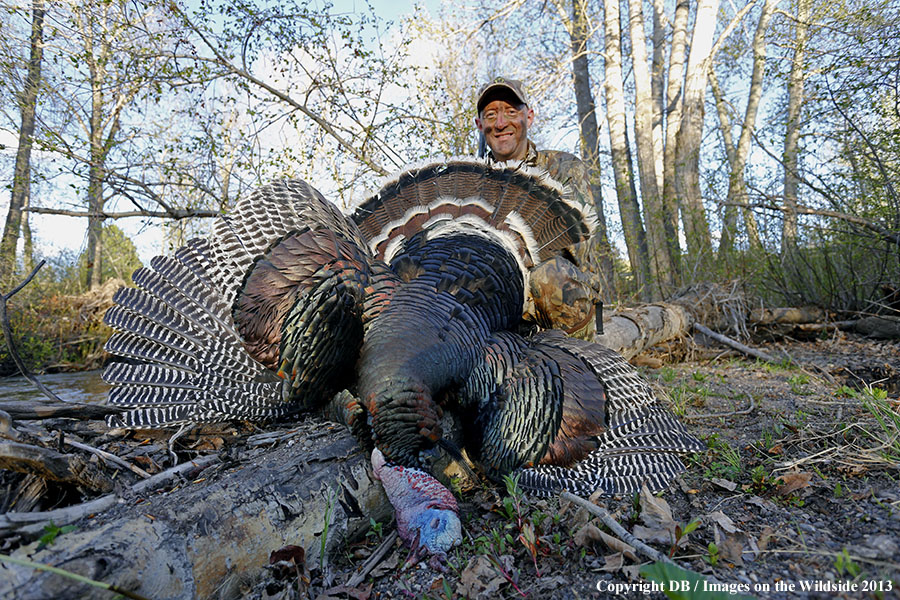 Turkey hunter with bagged turkey.