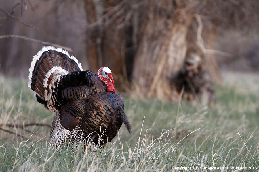 Turkey hunter shooting at gobbler.