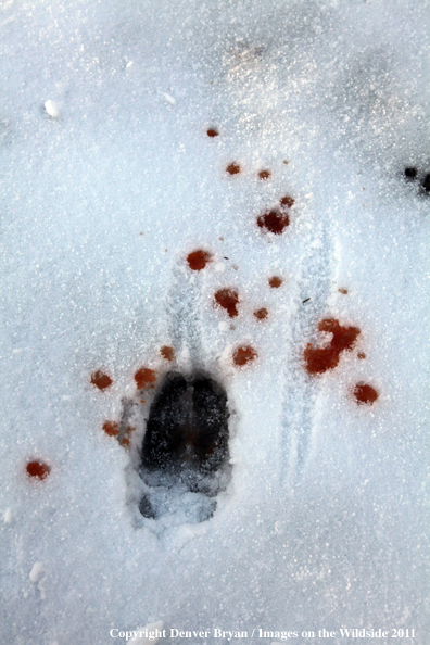 Deer tracks with blood trail