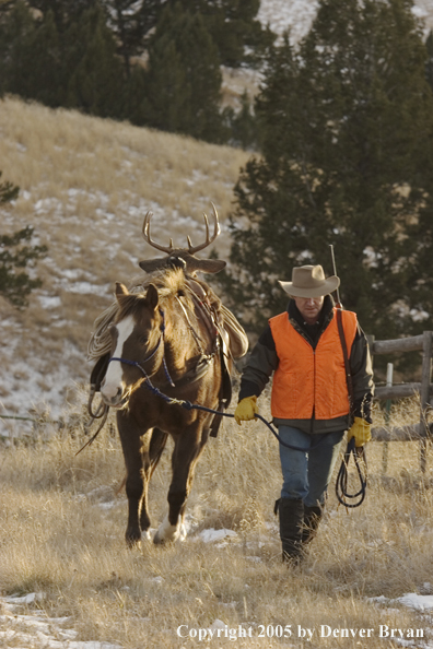 Deer hunter packing out bagged white-tailed buck.