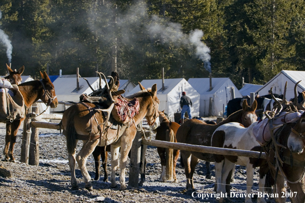 Elk hunt packstring in mountains