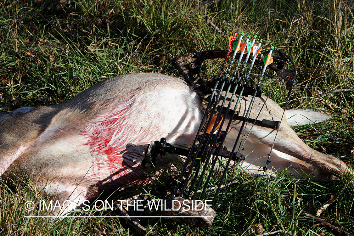Bagged white-tailed deer with bow and arrows if field. 