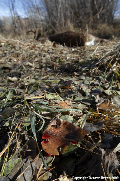 Hunter-killed whitetail buck.