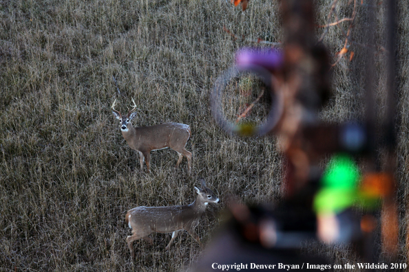 White-tailed deer in hunter's sights. 