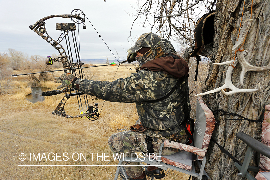 Bowhunter taking aim from tree stand.