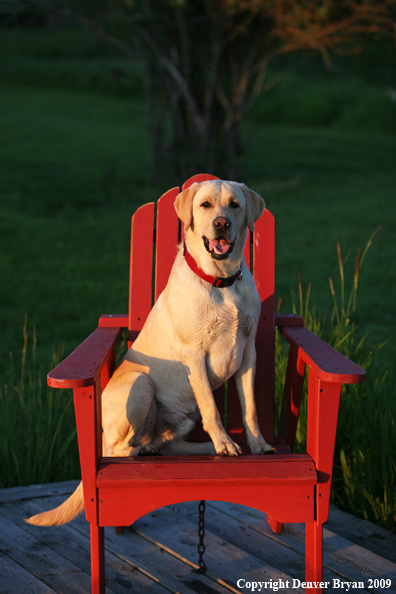 Yellow Labrador Retriever in chair
