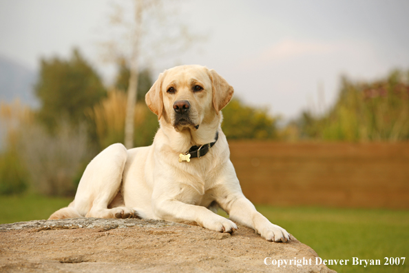 Yellow Labrador Retriever