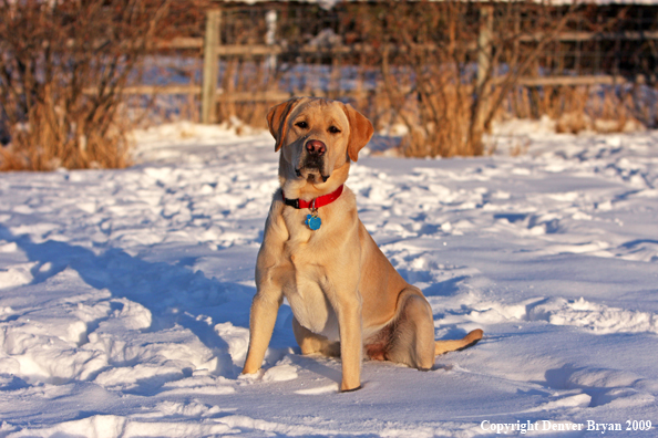 Yellow labrador retriever