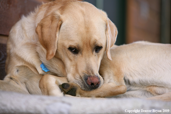 Yellow Labrador Retriever on deck