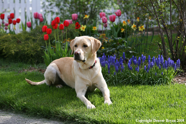 Yellow Labrador Retriever by flowers